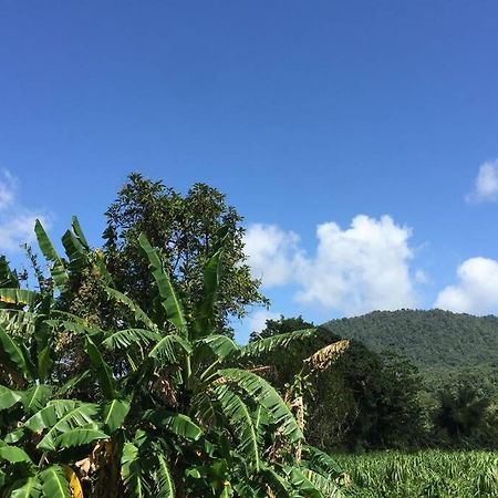 Logement En Pleine Verdure Tropicale -10 Min Plage モルヌ・ルージュ村 エクステリア 写真
