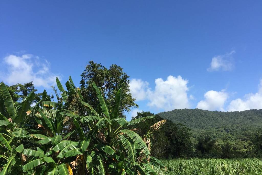 Logement En Pleine Verdure Tropicale -10 Min Plage モルヌ・ルージュ村 エクステリア 写真
