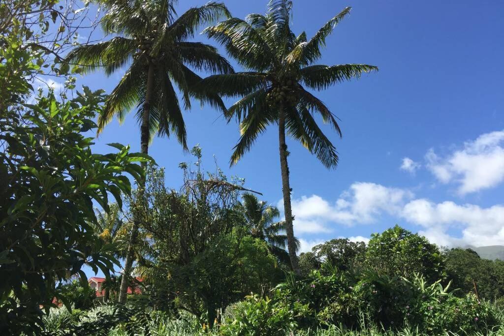 Logement En Pleine Verdure Tropicale -10 Min Plage モルヌ・ルージュ村 エクステリア 写真