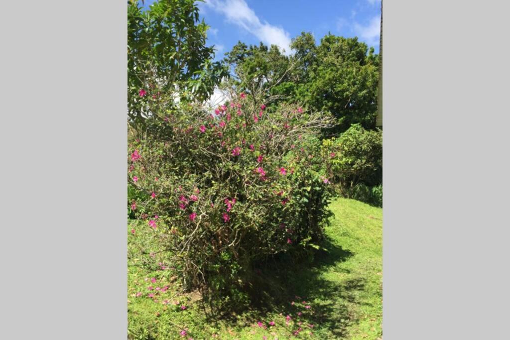 Logement En Pleine Verdure Tropicale -10 Min Plage モルヌ・ルージュ村 エクステリア 写真